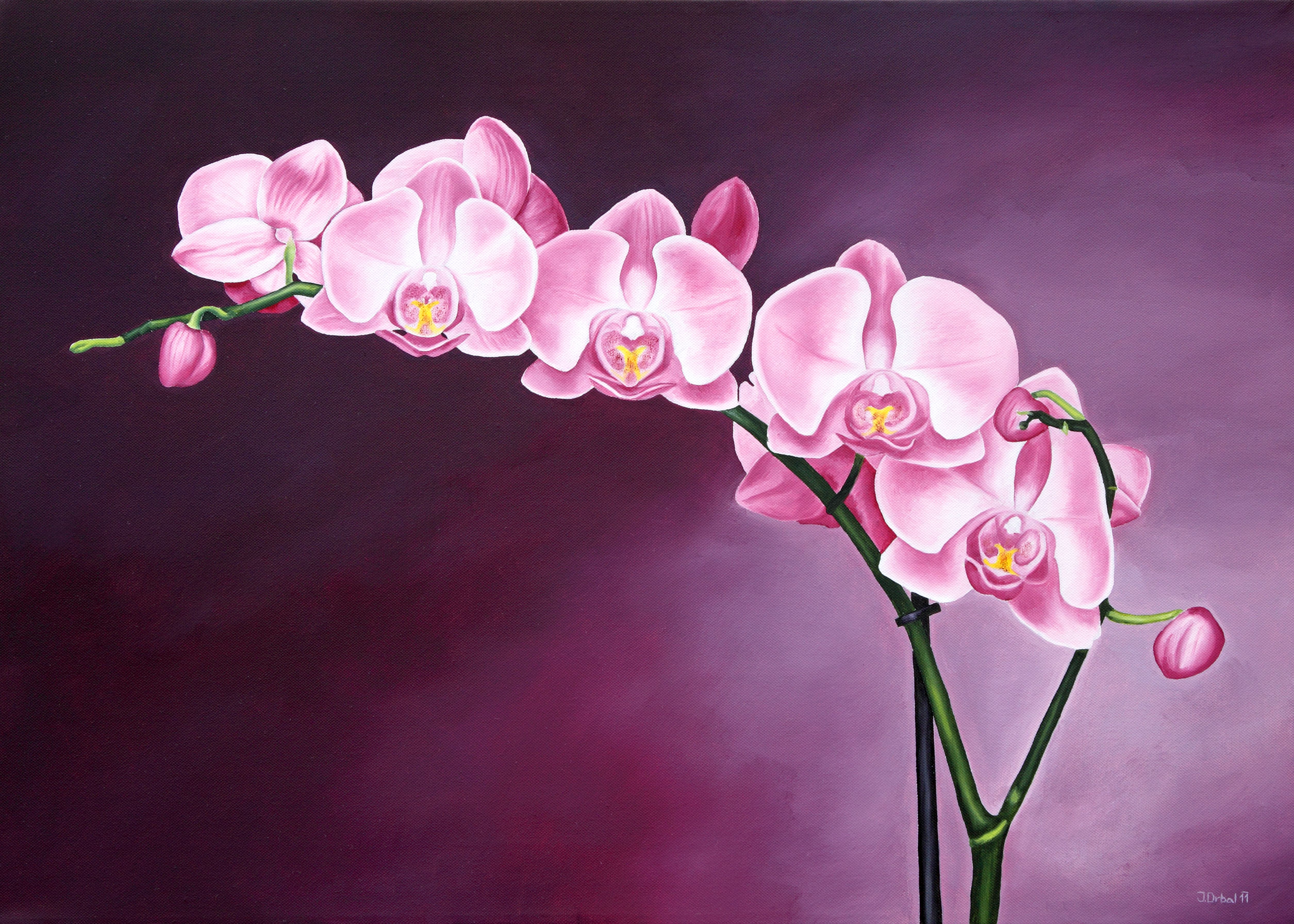 Orchidea